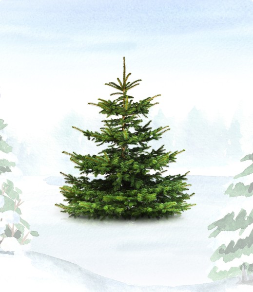 Bio-Weihnachtsbaum im Schnee